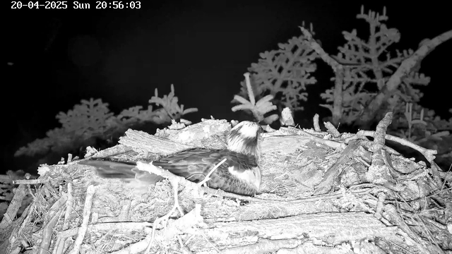 A close-up view of a bird resting on a nest made of sticks and twigs. The bird has a distinctive coloration with a light-colored head and darker body. In the background, there are blurred outlines of branches or foliage. The image is monochromatic, displaying various shades of gray against a dark background, indicating low light conditions. A timestamp in the upper left corner shows the date and time of the image.