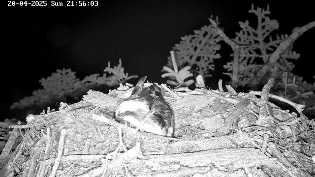 A bird is resting on a nest made of twigs and branches, surrounded by dark foliage. The image is in black and white, with the focus on the bird and its surroundings appearing dimly lit, indicating nighttime. The date and time are displayed in the top-left corner.
