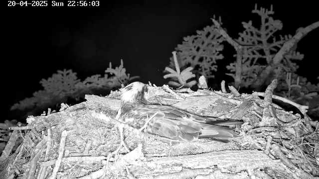 A sleeping bird is resting on a nest made of twigs and branches, surrounded by dark foliage. The scene is dimly lit, suggesting nighttime, with the date and time displayed at the top.