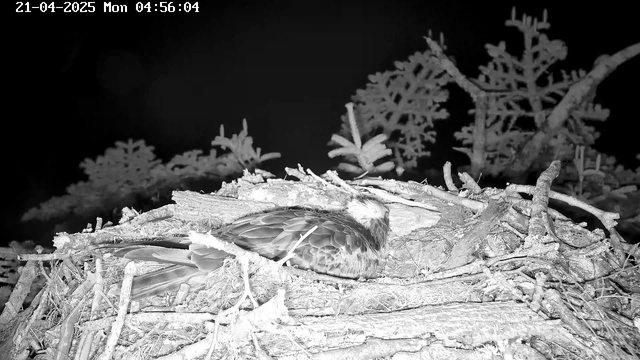 A sleeping bird is resting on a nest made of twigs and branches, surrounded by dark foliage. The image is monochrome, presenting a stark contrast between the bird and the nest materials. There are some pine-like branches in the background, adding to the natural setting. The time stamp indicates it is early morning.