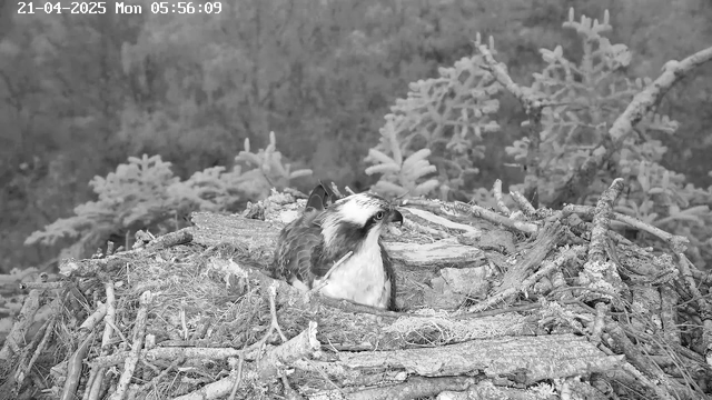 A close-up image of a bird, possibly an osprey, sitting on a large nest made of sticks and twigs. The bird has a white head with dark streaks, a brown body, and is facing slightly to the right. The nest is situated high among trees, with a blurred forest background. The image is black and white, indicating a time of early morning. The date and time are displayed in the upper left corner.
