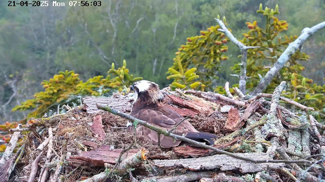 A close-up view of an osprey perched on its nest, which is made of sticks and branches. The nest is situated in a natural setting with greenery in the background. The bird has a white head and brown feathers, and it is facing slightly to one side. The camera displays the date and time in the top left corner. 