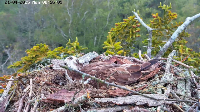 A dark brown bird sits on a nest made of twigs and branches, surrounded by green vegetation. The bird has a white head and a thick, curved beak. In the background, there are blurred trees that are mostly green, indicating a natural setting. The scene is captured in daylight. The time and date display in the top left corner shows the image was taken on April 21, 2025, at 08:56:09.