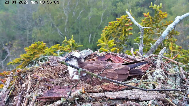 A brown and white bird, an osprey, is sitting in a nest made of twigs and branches. The nest is surrounded by greenery, including coniferous trees. In the background, there are blurred trees and foliage, indicating a natural setting. The time and date are displayed in the top left corner.