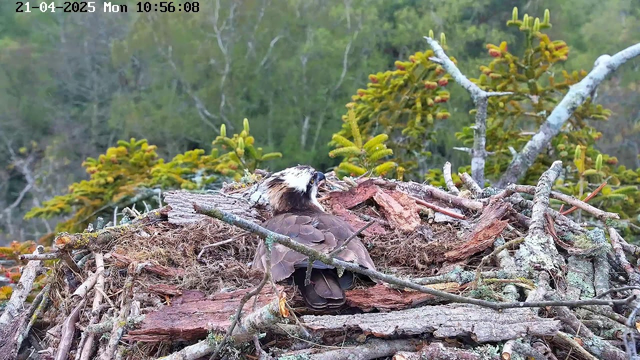 A close-up view of an osprey sitting on a nest made of twigs and branches. The bird is mostly brown with a distinctive white head and a dark eye stripe. The nest is situated among green trees and foliage in the background. Natural light illuminates the scene, creating a serene atmosphere. The date and time displayed at the top indicate it is April 21, 2025, at 10:56 AM.