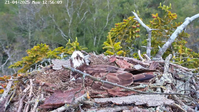 A brown and white bird, possibly an eagle, is resting on a nest made of twigs and branches. The nest is situated among greenery, with blurred trees in the background. The setting appears natural and serene, showing a mix of pine leaves and branches around the nest. The image captures a moment in daylight, with no significant movement or activity around the bird.