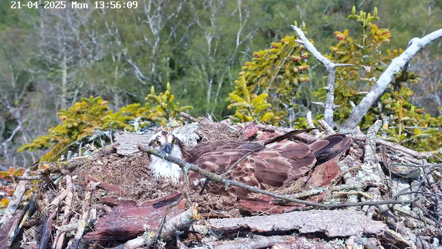 A bird, likely an osprey, is sitting on a nest made of twigs and branches. The bird has a mostly brown body with white markings on its head and chest. A few sticks and green foliage surround the nest, set against a blurred background of trees. The date and time are displayed in the top left corner: April 21, 2025, at 1:56 PM.