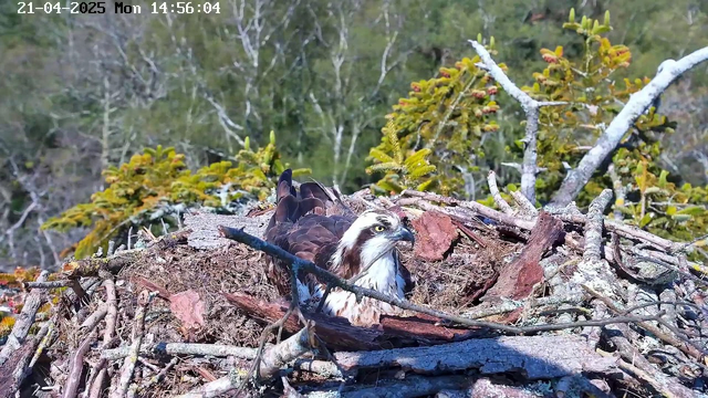 A large bird, possibly an osprey, is sitting in a nest made of twigs and branches. The bird has a predominantly brown and white plumage with a distinctive white face and yellow eyes. The nest is located on a platform surrounded by green foliage and trees in the background. The scene is bright and clear, indicating it’s daytime. The date and time in the corner show it is April 21, 2025, at 2:56 PM.