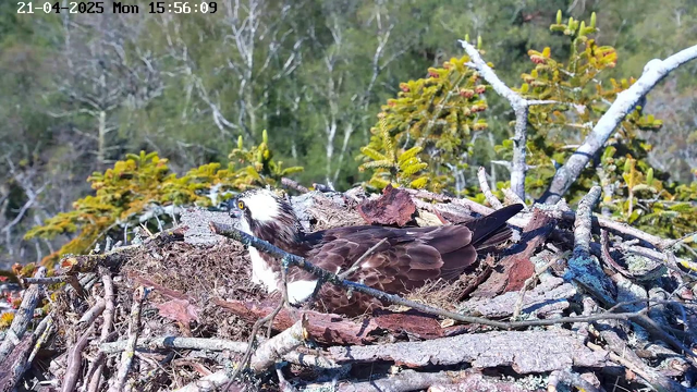 A close-up view of an osprey resting on a nest made of sticks and twigs. The bird has a brown body with white patches on its wings and head, and it is looking to the side with bright yellow eyes. The nest is situated among a backdrop of greenery, including trees and bushes, under a clear blue sky. The timestamp in the corner indicates the date and time of the image.