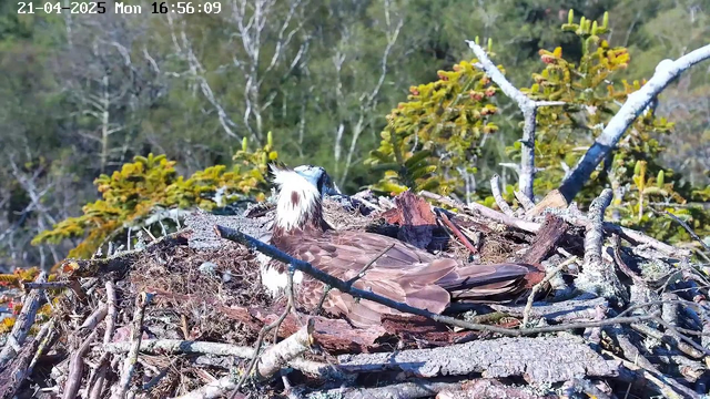 A bird, likely an osprey, sits on a nest made of twigs and branches. The bird is mostly brown with a white head and chest, facing to the left. Surrounding the nest are green trees and shrubbery in the blurred background. The top of the image shows the date and time stamp. The scene is bright and clear, with natural sunlight illuminating the bird and its nest.