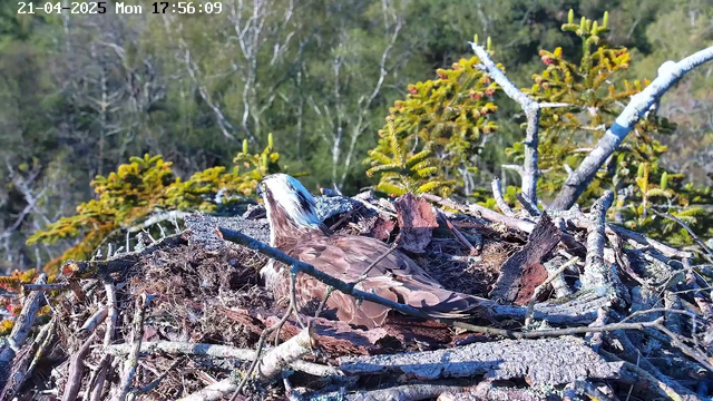 A bird with brown and white feathers is sitting in a large nest made of twigs and branches. The nest is located on a tall platform, surrounded by greenery and trees in the background. The image is timestamped, indicating the date and time.