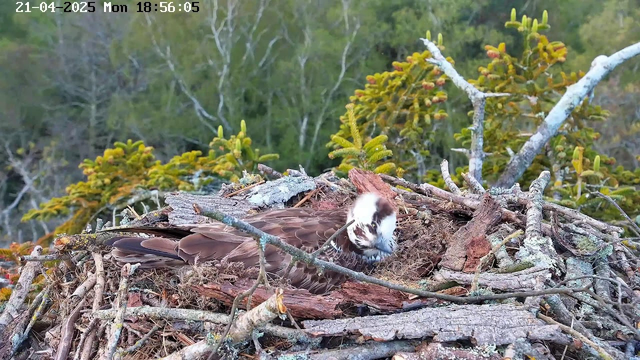 A bird is sitting in a nest made of twigs and branches. The bird has brown feathers with a distinctive white head and face. Surrounding the nest are green trees in the background, suggesting a natural setting. The time and date display is visible in the corner, indicating the image was taken on April 21, 2025, at 18:56:05.