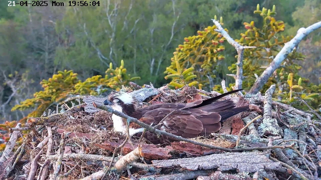 A close-up view of a bird, likely an osprey, resting on a nest made of twigs and branches. The bird has distinctive brown and white feathers, with a white head and dark eye markings. Surrounding the nest are green trees and foliage, indicating a natural environment. The lighting suggests it is late afternoon or early evening.