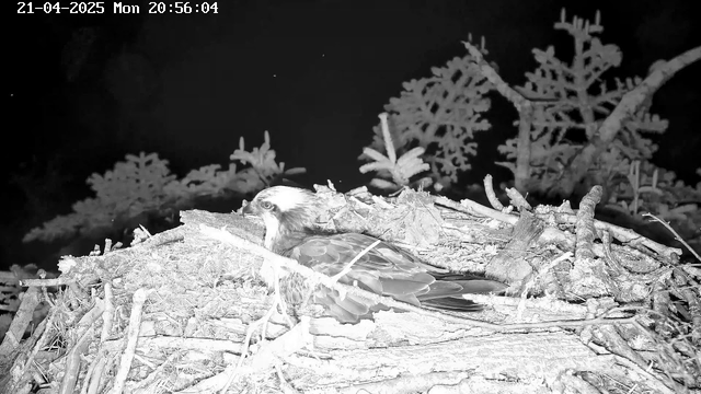 A large bird, likely an osprey, is perched on a nest made of twigs and branches. The bird has a distinctive white head and dark eyes, with a wing slightly extended. Surrounding the nest are blurred silhouettes of branches and foliage. The image is in black and white, with a timestamp in the upper left corner showing the date and time.