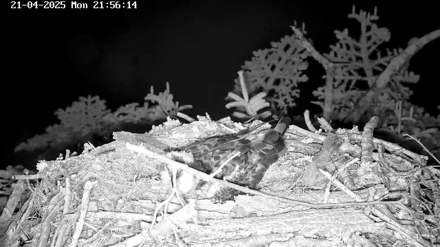 A dark, nighttime image shows a bird, likely a raptor, resting in its nest made of twigs and branches. Surrounding the nest are blurred outlines of coniferous tree branches in the background. The scene is monochromatic, with varying shades of black and gray, suggesting low light conditions. The date and time are displayed at the top of the image.