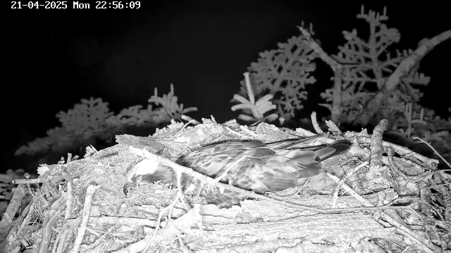 A nighttime image of a bird's nest made of twigs and branches. In the center, a bird is resting with its head tucked in, mostly covered by its wings. The background features dark foliage, creating a shadowy effect. The date and time in the upper left corner indicate April 21, 2025, at 10:56 PM.