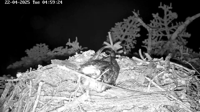 A black and white image of a bird sitting on a nest made of twigs and branches. The bird has a distinct light-colored head and dark body. The background features blurred outlines of tree branches and foliage, indicating a natural setting. The scene appears to be captured in low light, creating a serene atmosphere. A timestamp at the top shows the date and time of the image.
