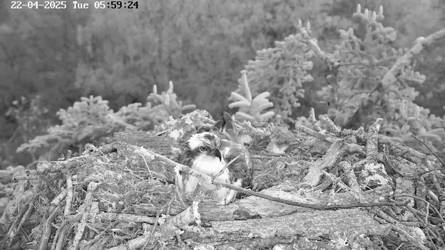 A black and white image shows a bird, likely a hawk or similar species, perched within a nest made of twigs and branches. The bird has a distinct head pattern with a lighter face and darker markings. In the background, blurred green tree foliage is visible, adding depth to the scene. The time stamp in the upper left corner indicates the date and time: April 22, 2025, at 5:59 AM.