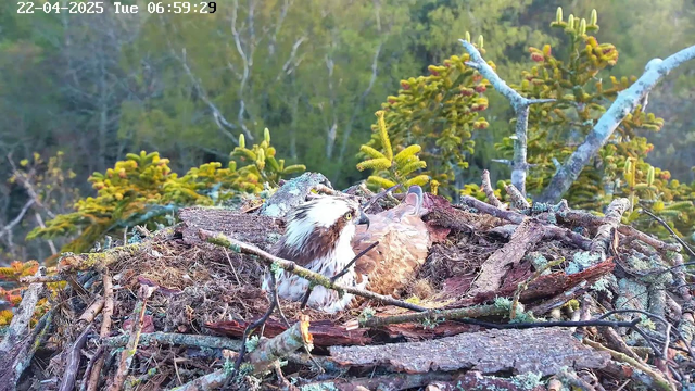 An osprey sits in its nest made of sticks and foliage. The bird has a white head with dark stripes around its eyes and a brown body. It is surrounded by green trees and a soft, blurred background of foliage. The image is taken during early morning light, as indicated by a timestamp in the upper left corner.
