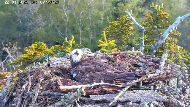 A large bird, likely an eagle, is sitting on its nest made of sticks and branches. The bird has a mostly dark brown body with a distinctive white head and neck. Surrounding the nest are green pine trees, and the background features blurred greenery indicating a natural environment. The scene is tranquil, with soft lighting suggesting early morning.