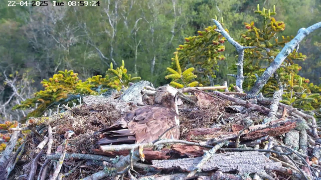 A close-up view of an osprey sitting on its nest, which is made of twigs and branches. The osprey has a brown and white plumage, with its head turned slightly to the side. Surrounding the nest are green trees and foliage, indicating a natural setting. The date and time in the corner show it is Tuesday, April 22, 2025, at 08:59:24.
