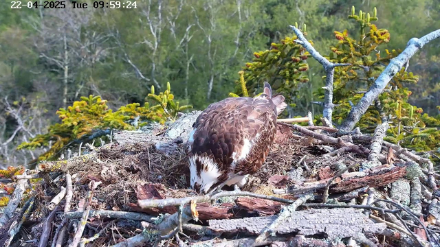 A close-up view of a bird, likely a hawk, sitting on a nest made of twigs and grass. The bird has brown feathers with white patches on its back and is positioned so that its head is facing down towards the nesting material. Surrounding the nest are green trees and bright foliage in the background, indicating a natural setting. The date and time are displayed at the top of the image.