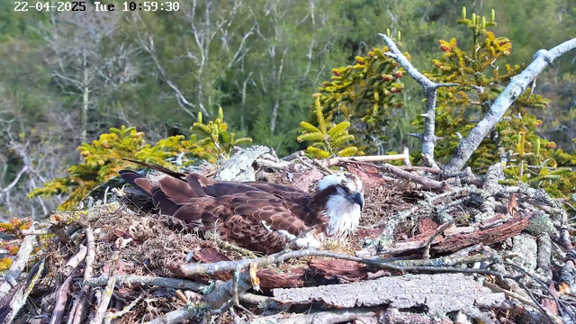 A large bird, possibly an osprey, is resting in a nest made of twigs and bark. The nest is situated among green foliage, with small evergreen trees in the background. The bird has a dark brown body with lighter feathers on its head and chest, and is facing towards the viewer. The setting is natural, with a blurred background of trees indicating a forested area. The time and date on the image indicate it is mid-morning.