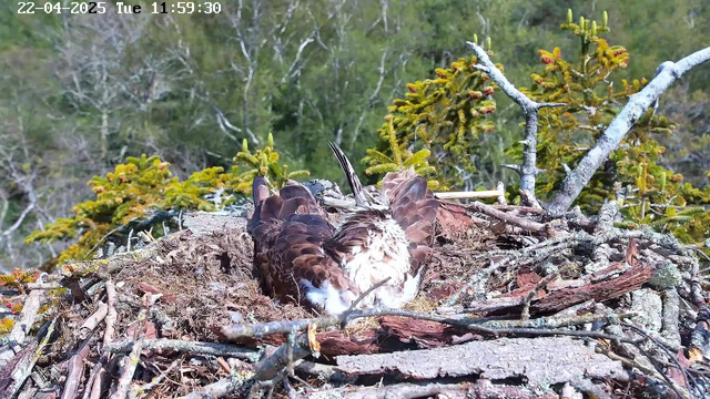 A bird, likely an osprey, is resting in a nest made of twigs and natural materials. The bird has a brown and white patterned body, with its wings spread slightly. The background features blurred greenery and branches, indicating a forested area. Bright sunlight is present, casting shadows on the nest. The date and time are displayed in the upper left corner.