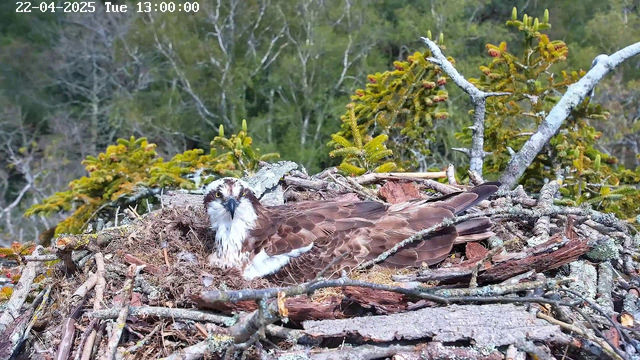 A brown osprey sits on its nest, which is built from twigs and bark, surrounded by green foliage and trees in the background. The bird has a white head and belly with brown streaks and is looking towards the camera. The scene is bright with natural light, indicating a sunny day. The date and time are displayed in the top left corner of the image.