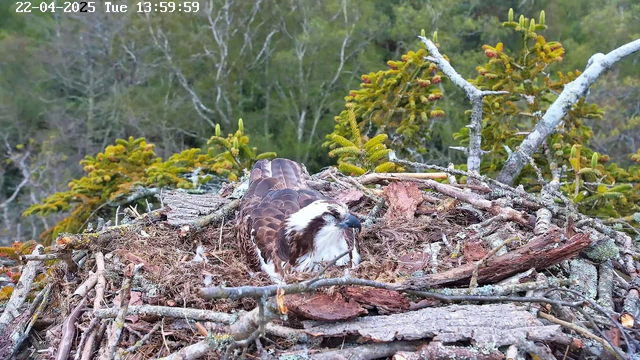 A large bird, likely an osprey, is sitting in a nest made of twigs and branches. The bird has brown feathers with white patches on its head and underbelly. The nest is surrounded by green foliage, indicating it is high in a tree. The background shows blurred trees, creating a natural setting.