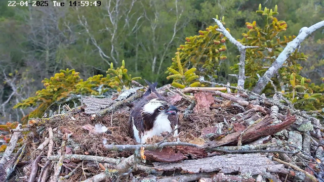 A close-up view of an osprey sitting in its nest, which is made from twigs, leaves, and other natural materials. The bird has a white head and chest with dark brown markings on its wings and back. In the background, there are hints of green trees and foliage, indicating a forested area. The image includes a timestamp indicating the date and time.