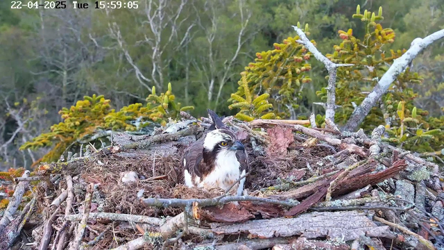 A white and brown osprey sits in a nest made of twigs and grass, surrounded by a forest of green trees. The bird has sharp yellow eyes and a distinctive mottled pattern on its feathers. The background features blurred greenery, indicating a natural habitat. The nest is situated on a platform above the ground.