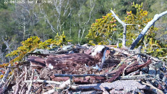A large bird, likely an osprey, is sitting in a nest made of twigs and branches. The bird has a brown body with white markings on its head and a hooked beak. The nest is situated in a natural setting, surrounded by green foliage and trees in the background, indicating a forest environment. The scene is bright and sunny, showcasing clear visibility of the bird and its surroundings.