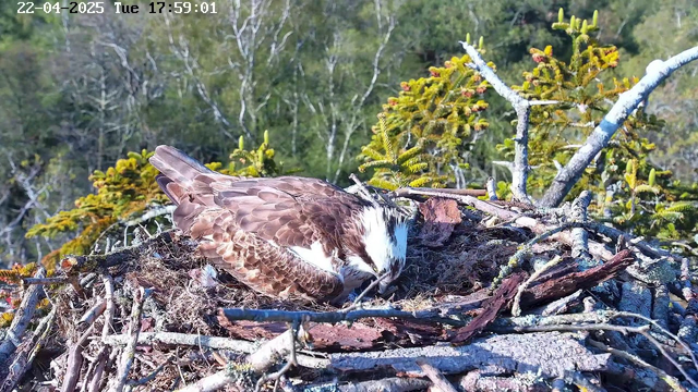A brown and white osprey is nestled in a nest made of twigs and branches. The bird is facing down, obscuring some of its features. Surrounding the nest are green tree branches and foliage, indicating a natural habitat. The background shows a blurred image of trees, suggesting a forested area. A timestamp shows the date and time as April 22, 2025, at 5:59 PM.