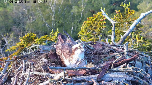 A large bird, likely an osprey, is sitting in its nest, which is made of sticks and twigs. The bird has brown feathers on its wings and back, with a white chest and face, and it has striking yellow eyes. The nest is surrounded by greenery, including pine trees. Bright daylight illuminates the scene, suggesting a serene natural setting. In the upper left corner, the date and time are displayed.