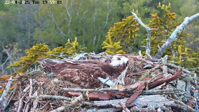 An osprey sits on a nest made of twigs and branches, surrounded by lush greenery. The bird has a brown and white plumage, with a distinctive white head and darker eye markings. The background features trees with evergreen foliage, and the time and date are displayed in the upper left corner.
