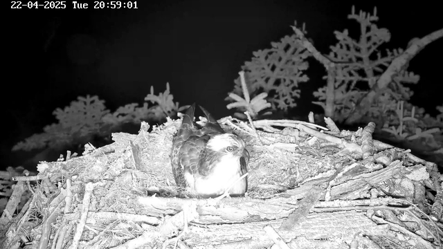 A close-up view of an osprey resting in its nest, surrounded by twigs and branches. The image is in black and white, depicting the bird's distinctive features, including its light-colored head and dark wings. The background shows blurred outlines of branches, indicating a dark, possibly nighttime setting. A timestamp in the top left corner indicates the date and time of the capture.