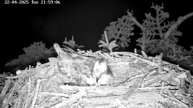 A close-up view of a bird resting on a nest made of twigs and branches. The nest is situated on a dark background, with some blurred silhouettes of trees in the distance. The bird has a light-colored head and a mottled body, appearing calm and settled within the nest. The image is captured in black and white, giving it a nighttime feel.