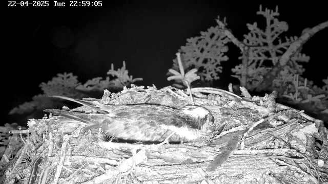 A dark scene showing a bird resting on a nest made of twigs and branches. The background features blurred silhouettes of plants and trees, creating a natural setting. The image has a monochromatic color scheme, emphasizing the outlines of the bird and its surroundings. A timestamp in the upper left corner indicates the date and time as April 22, 2025, at 10:59 PM.