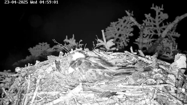 A close-up of a bird resting in its nest made of twigs and branches at night. The bird, likely an osprey, is mostly curled up, showing its feathers and white head. Dark foliage is visible in the background, enhancing the nighttime setting. The webcam timestamp is displayed in the upper left corner.