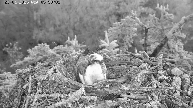 A close-up view of a bird resting in its nest, surrounded by twigs and branches. The bird has a white and brown feather pattern and appears to be looking at the camera. The background features blurred trees and shrubs, creating a natural setting. The image is in black and white, with a timestamp at the top showing the date and time.