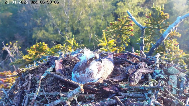 A bird with a mostly white and brown plumage sits in its nest made of twigs and moss. The bird has a distinctive crest and a sharp beak, looking to the side. The background features green foliage and trees bathed in morning light. The time and date in the corner indicate it is early morning on April 23, 2025.