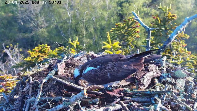 A brown bird with a white head and chest is standing on a nest made of sticks and branches. The bird is pecking at the ground of the nest. In the background, there are trees with green foliage, and some colorful patches from plants. The scene appears to be well-lit with a clear sky.
