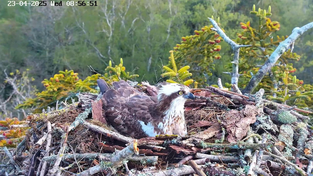 A large, brown and white bird, likely an osprey, is sitting on a nest made of sticks and other natural materials. The bird has piercing yellow eyes and a distinctive white head with brown markings. The background features green foliage and branches, suggesting a woodland habitat. It's morning, as indicated by the timestamp at the top of the image.