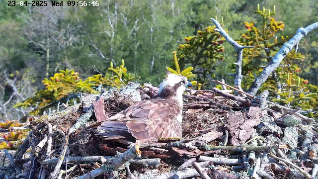 A close-up view of an osprey sitting on its nest made of twigs and branches. The bird has dark brown feathers with a white head and underbelly, and it is looking to the side. Surrounding the nest are green trees and foliage, creating a natural background. The image captures a clear sky and a tranquil outdoor setting.