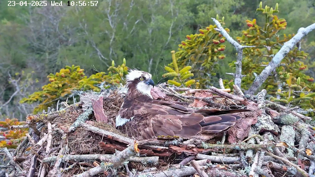 A brown and white osprey is sitting on a nest made of twigs and branches. The bird has bright yellow eyes and a distinctive white head with a few dark feathers. The nest is situated among green trees, with some branches and coniferous foliage visible in the background. The scene is peaceful, showing the natural habitat of the osprey.