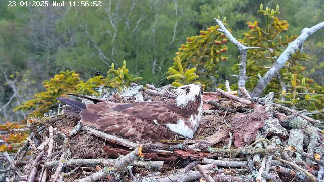 A large bird, likely an osprey, rests on a nest made of twigs and branches. The bird has brown and white feathers and is positioned with its back to the viewer. Surrounding the nest are green trees and a blurred natural background with hints of foliage. The image shows a serene natural setting, capturing a moment in the bird's habitat.