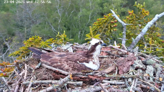A large bird, likely an osprey, is sitting in its nest made of twigs and branches. The bird has brown plumage with white markings on its head and a distinctive yellow eye. The nest is positioned among green foliage and trees in the background, which are blurred. The scene is bright and depicts a natural setting.