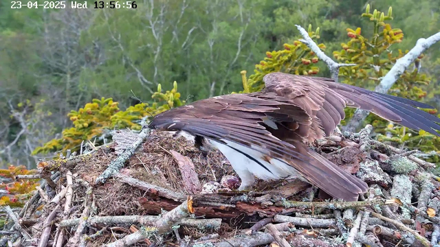 A large bird, possibly an osprey, is perched on a nest made of sticks and branches. The bird has brown feathers with a lighter underside, and its wings are spread. The nest contains several eggs. In the background, there are green trees and foliage. The scene is set outdoors under natural light.