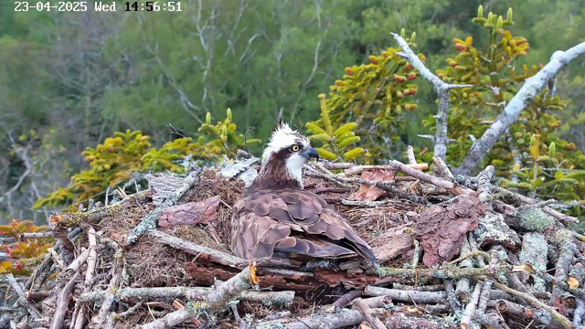 A large bird, an osprey, is perched within a nest made of twigs and branches. The bird has a brown body with a distinctive white head and yellow eyes, facing to the left. The nest is surrounded by vibrant green trees in the background, indicating a natural setting. The scene is captured in daylight, with a timestamp showing the date and time in the top left corner.